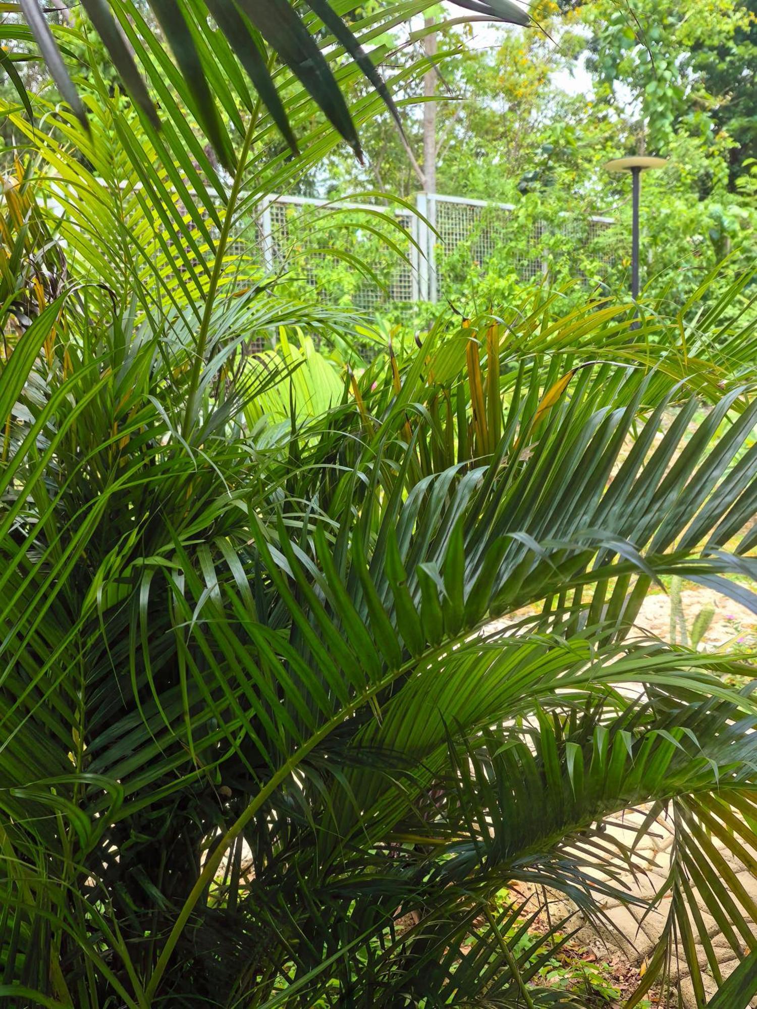 Hotel Blue Joys Msr à Siquijor Extérieur photo
